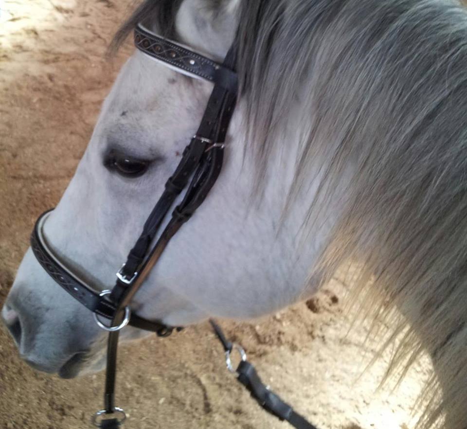 Bitless Bridle