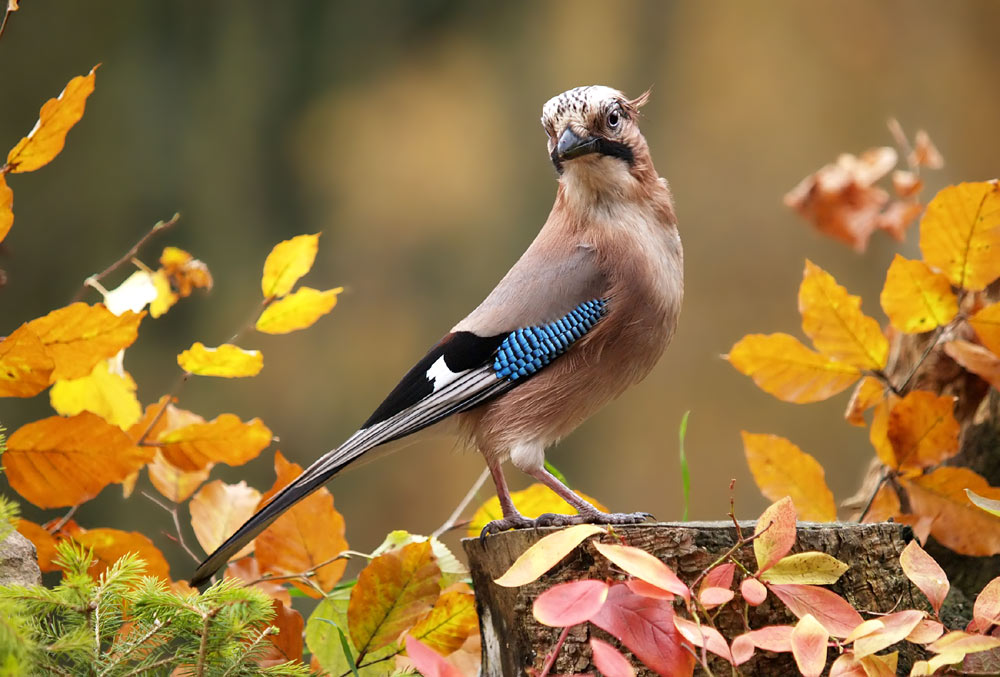 Bitte ein Ganzkörperfoto