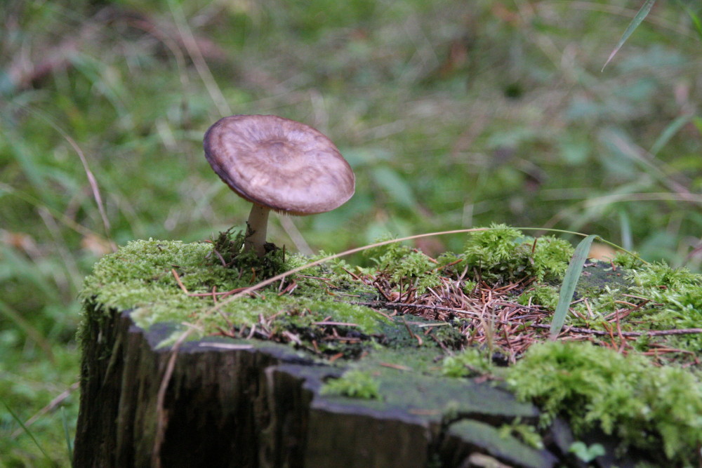 Bitte ein Pilz