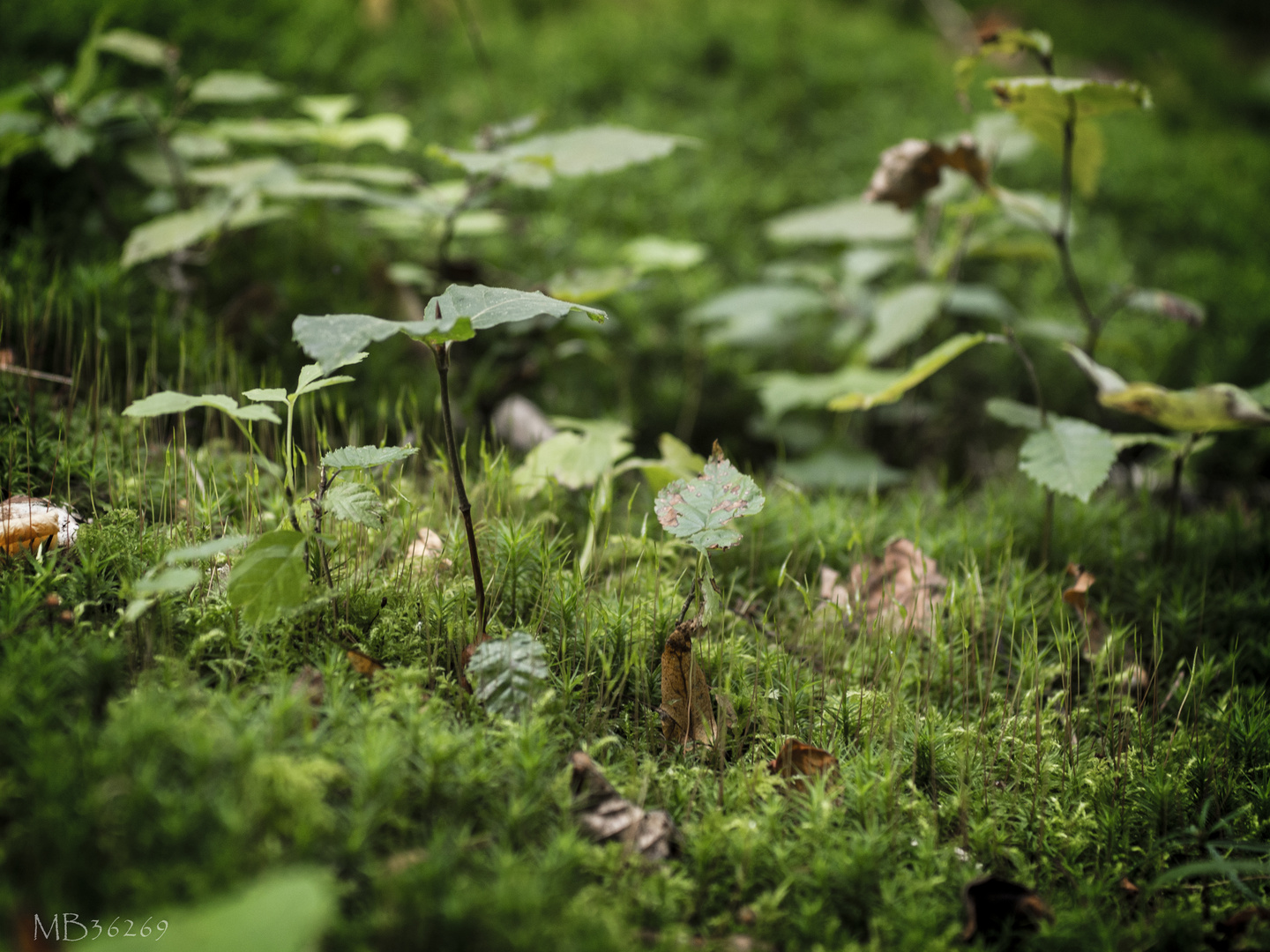 Bitte einen Schritt zurück - hier kommt der Wald!