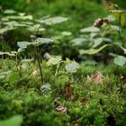 Bitte einen Schritt zurück - hier kommt der Wald!