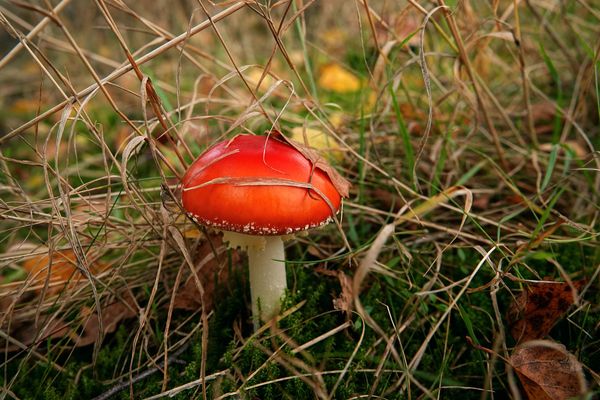 Bitte einmal oben ohne ...