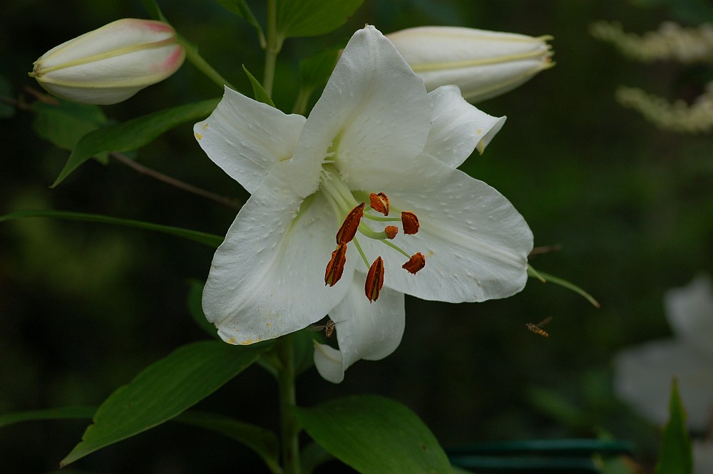 Bitte fragt mich nicht was das für eine Blüte ist ;)