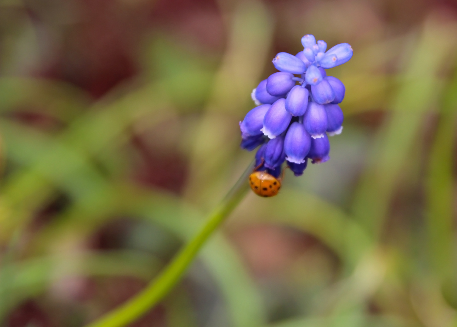 Bitte Frühling - bleib!!