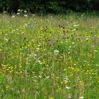 Bitte Frühling komm bald, wir warten in der Erde auf dich