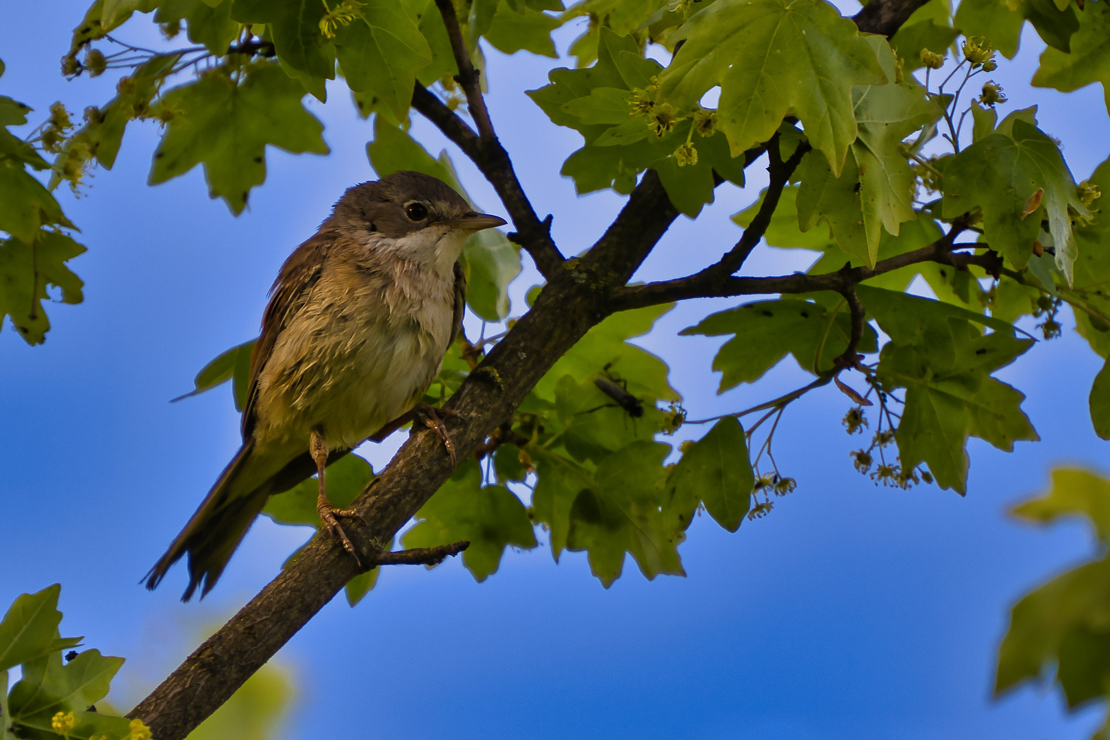 Bitte gebt den Vogel einen Namen.... 