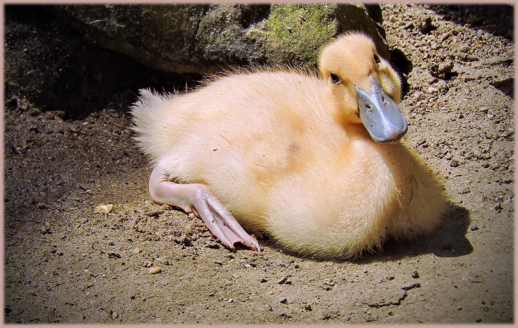 " bitte hab mich lieb " Foto & Bild | tiere, tierkinder ...