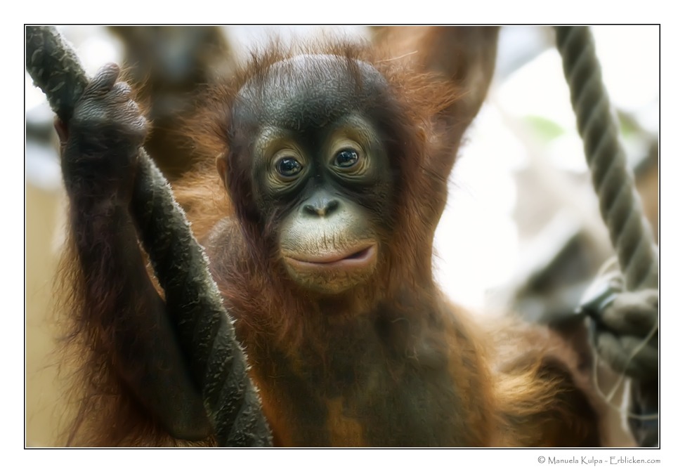 Bitte helft unseren Orang-Utans...