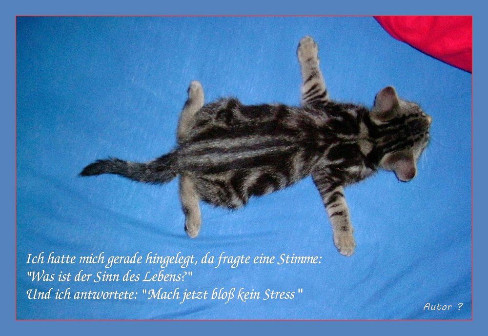 Download Kein stress spruch For Android Free Kein Stress Spruch