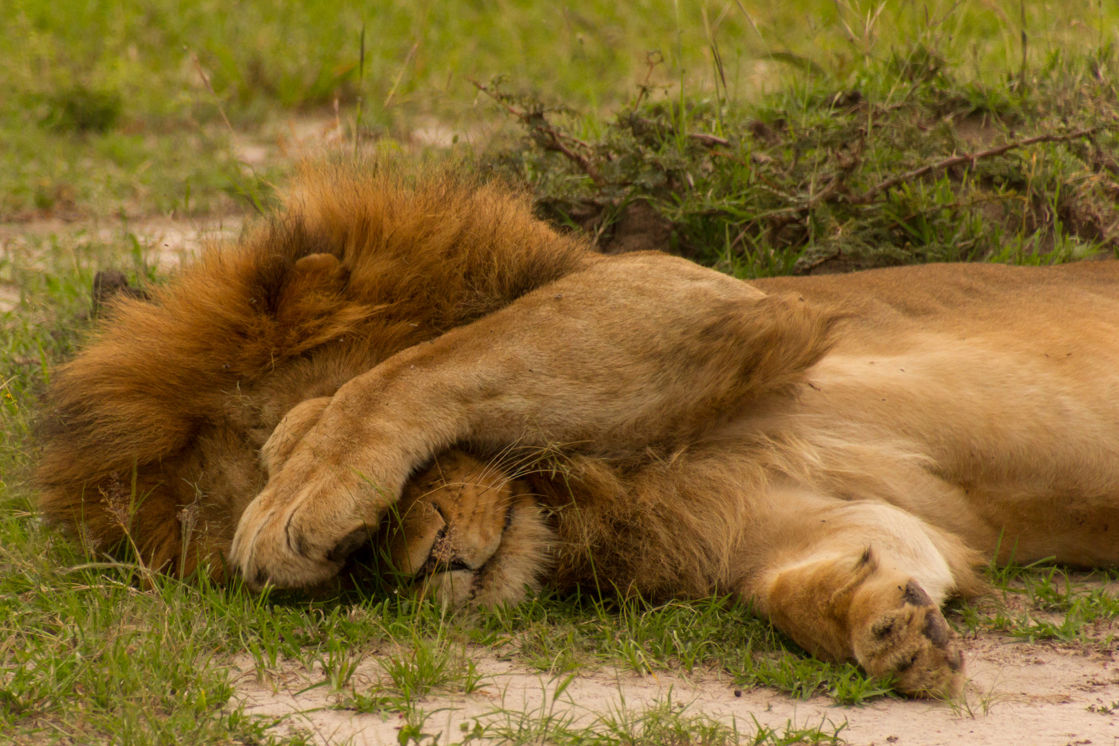 "Bitte keine weiteren Foto´s" - Löwe - Masai Mara - Kenia