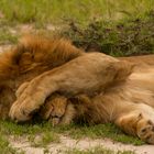 "Bitte keine weiteren Foto´s" - Löwe - Masai Mara - Kenia