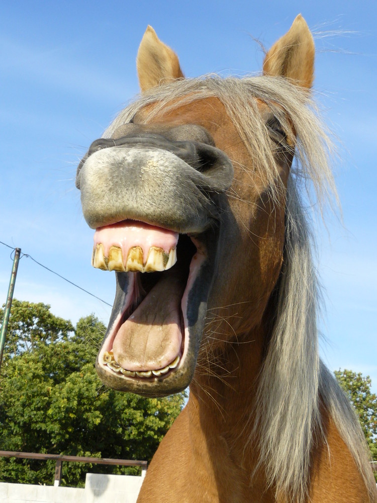 bild zum lachen