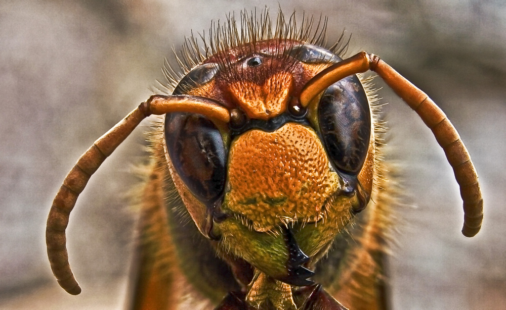 Bitte lächeln von skarabeus