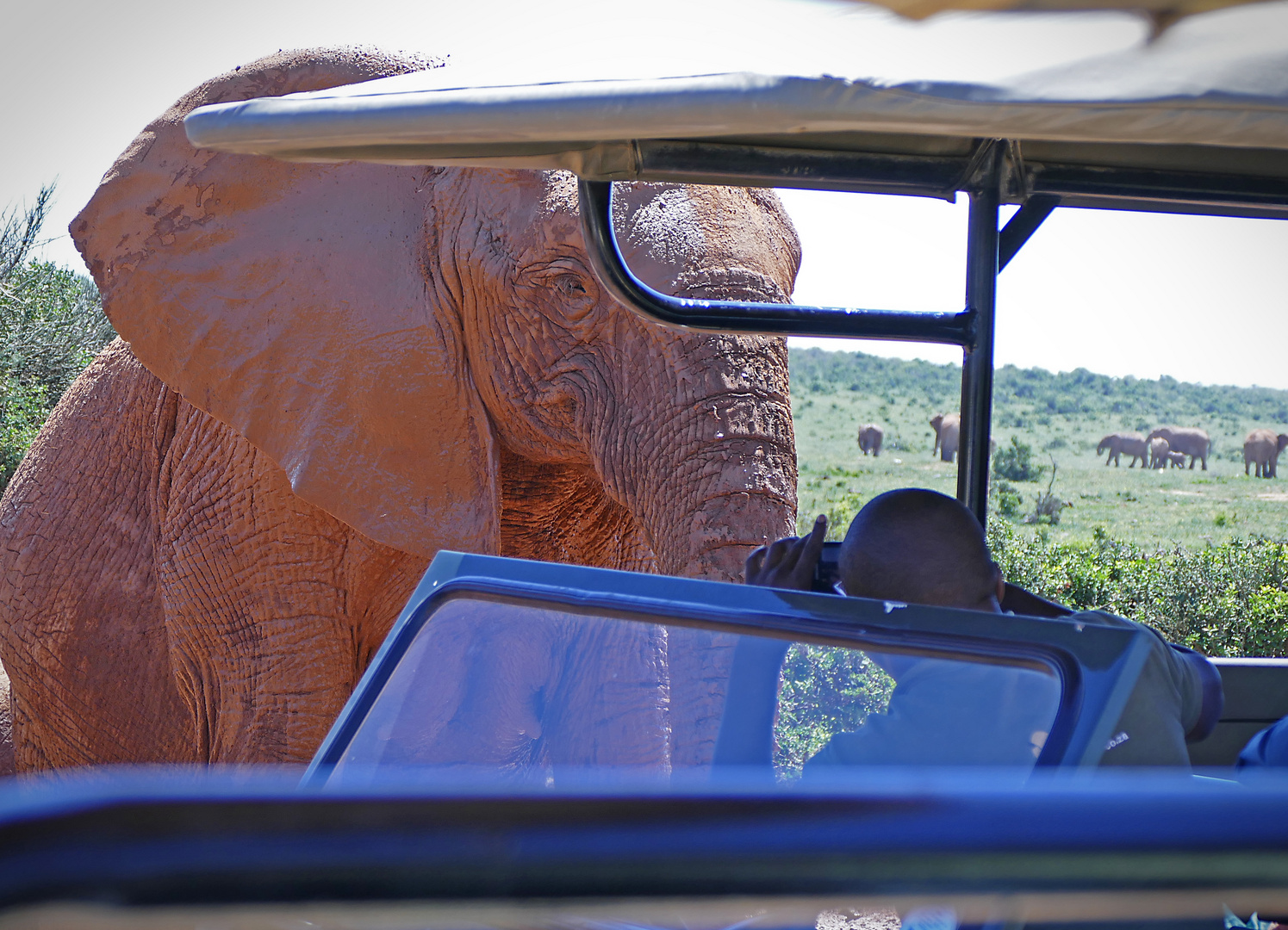 "Bitte lächeln" - Addo Elephant Park