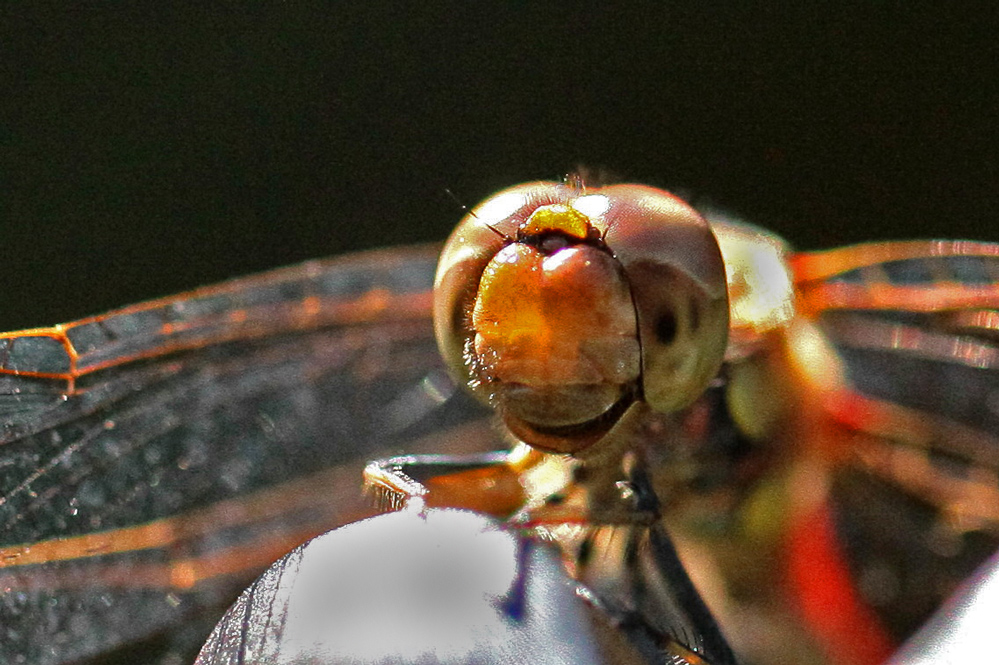 bitte lächeln - Blutrote Heidelibelle (Sympetrum sanguineum)