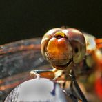 bitte lächeln - Blutrote Heidelibelle (Sympetrum sanguineum)