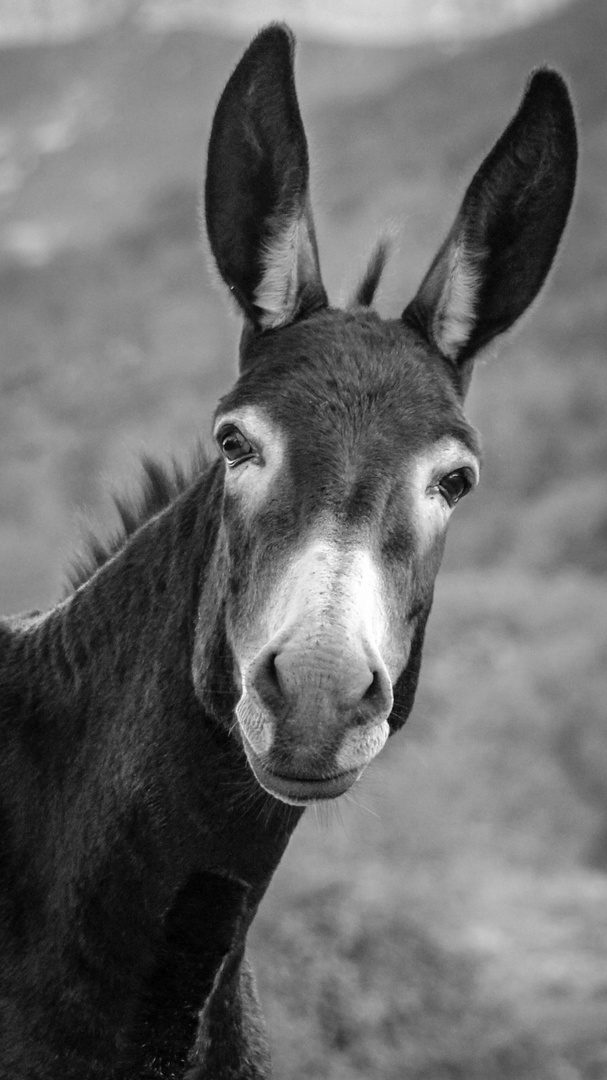 Bitte lächeln - der Portrait-Fotograf ist da :-).