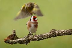 Bitte Landeplatz frei geben!