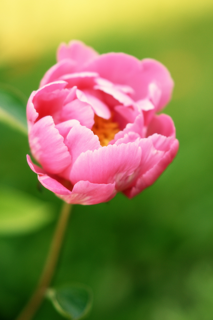 Bitte laß es Frühling werden!