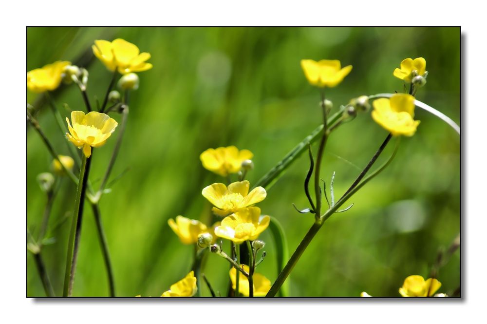 Bitte, laß es Frühling werden