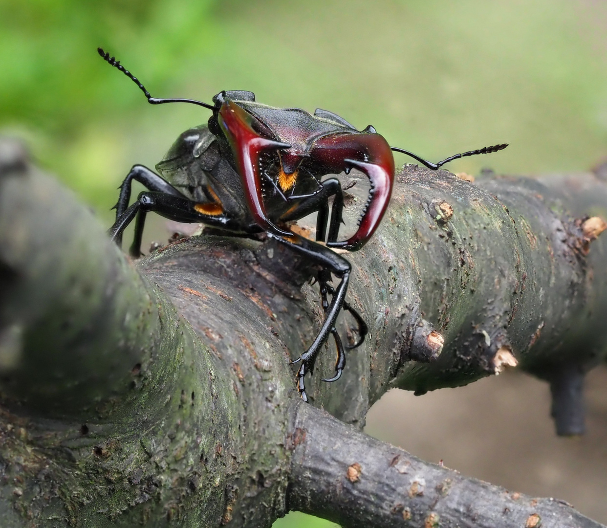 Bitte Nicht Beissen Foto Bild Tiere Wildlife Insekten Bilder Auf Fotocommunity