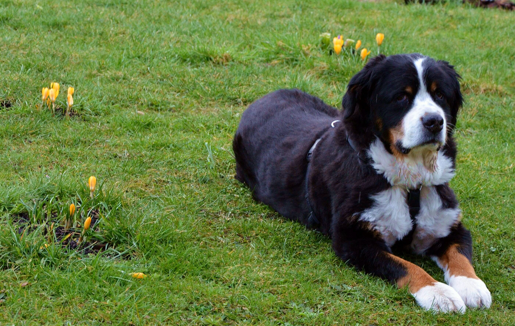 Bitte nicht !!! in die Blumen legen !!!! braver Hund