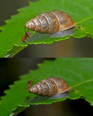 Bitte nicht so schnell, ich will auf deinem Häuschen reiten  ...
