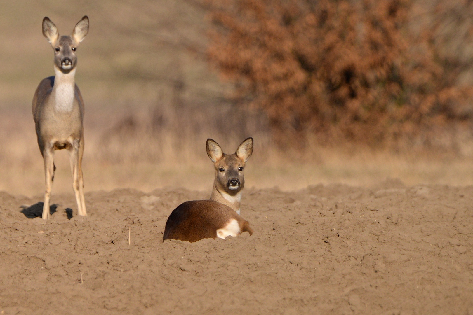 Bitte nicht stören Foto & Bild | januar, natur, tiere ...