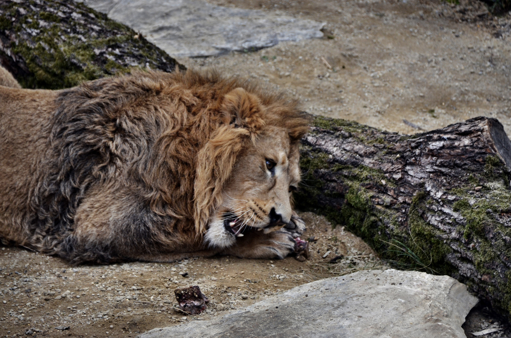 Bitte nicht stören Foto & Bild | tiere, zoo, wildpark ...