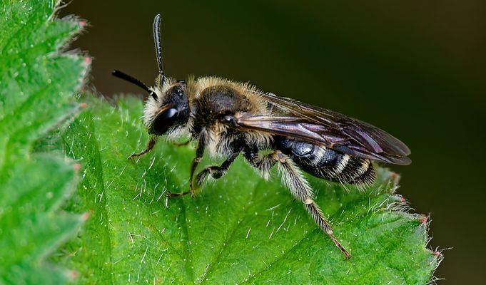 BITTE NICHT STÖREN - BLATTPAUSE!