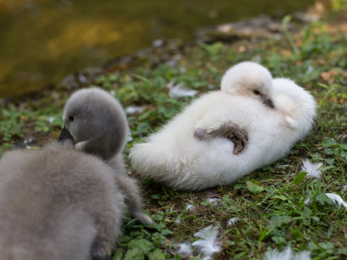 Bitte nicht stören! Foto & Bild | tiere, tierkinder, park ...