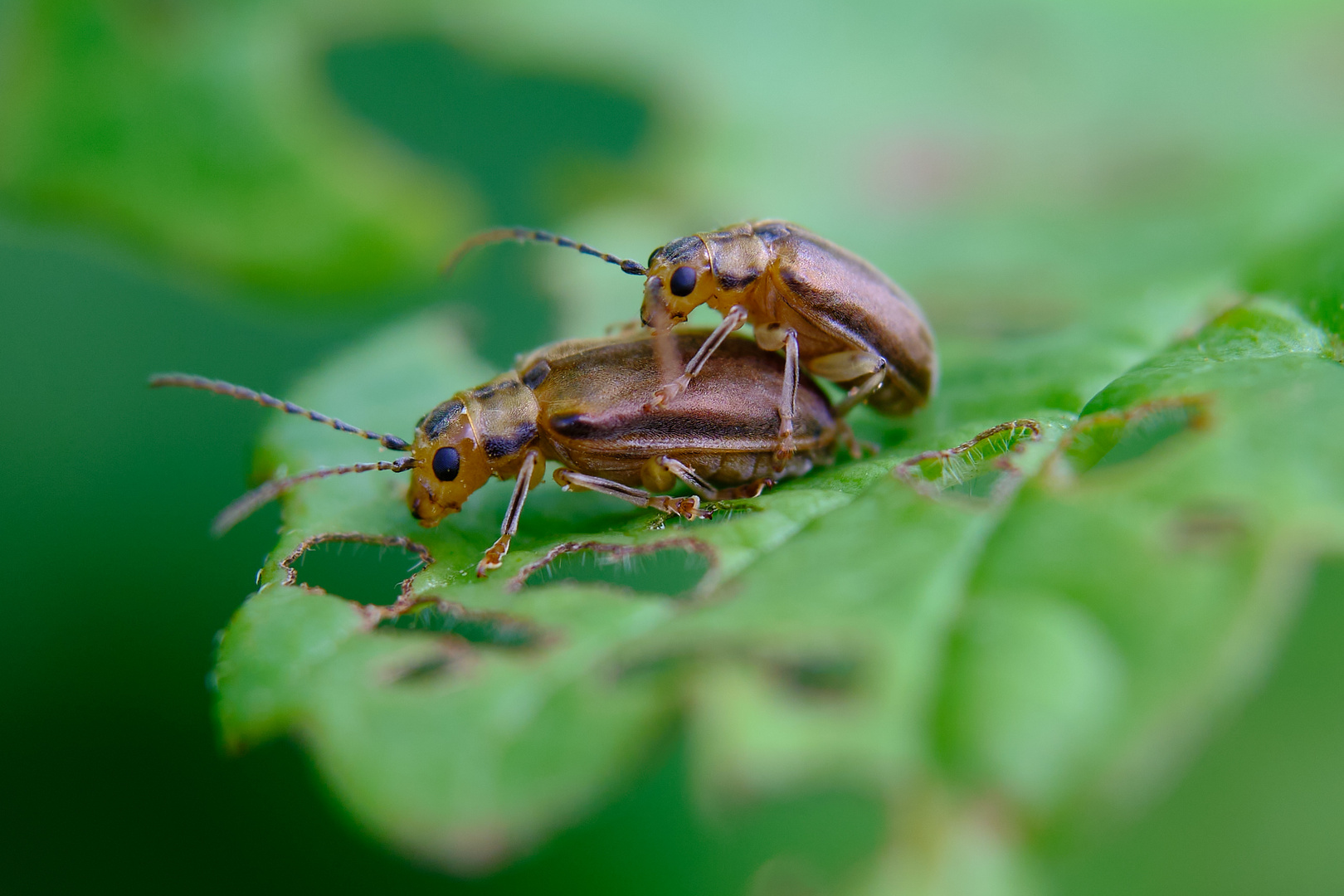 Bitte nicht stören - eine morgendliche Begegnung mit zwei braunen Käfer.