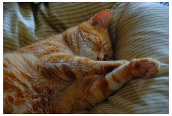 Bitte nicht wecken (Por favor, ¡no me despertéis!)