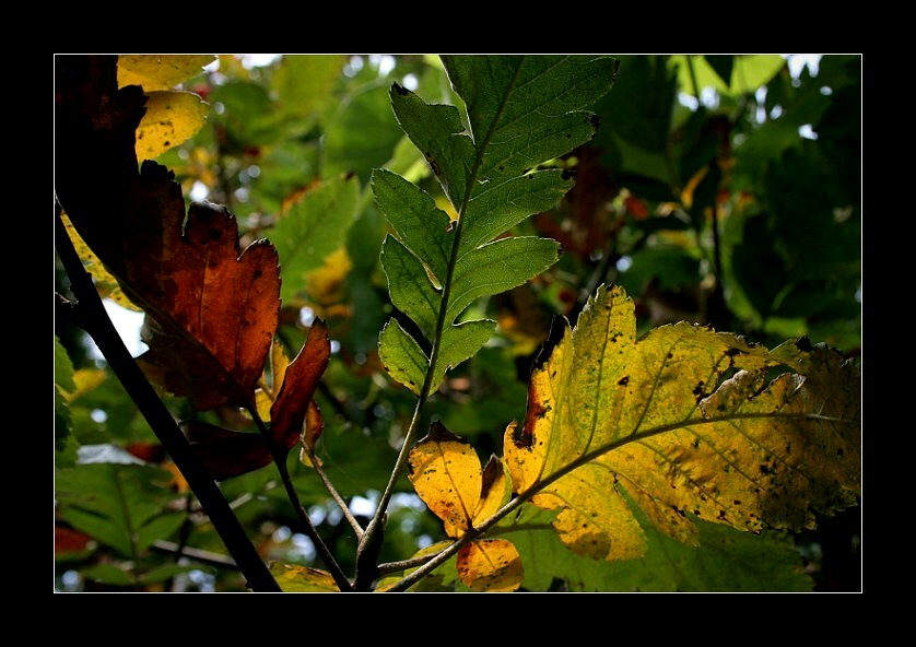 bitte nicht zusammenzucken: Herbstmotiv ...