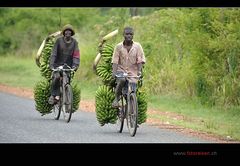 Bitte packen Sie die Bananen aufs Fahrrad!