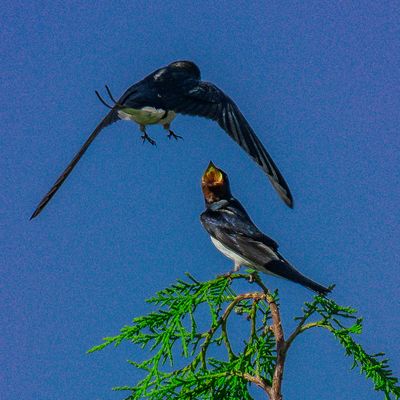 Bitte, Rauchschwalbe