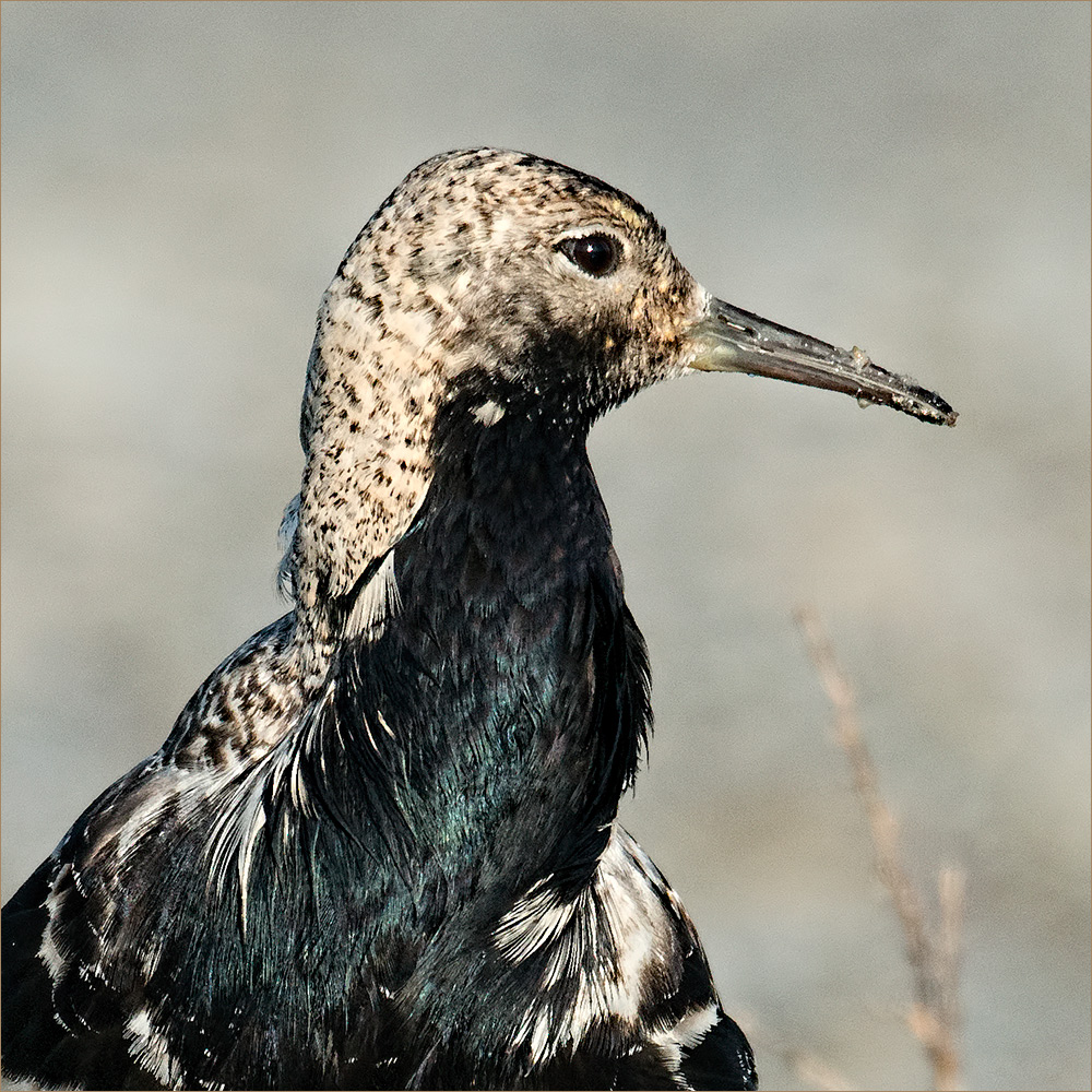 "Bitte recht freundlich" (Kampfläufer Portrait)