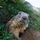 Bitte recht freundlich - Murmeltier im Wallis (Schweiz)