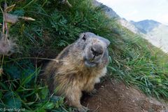 Bitte recht freundlich - Murmeltier im Wallis (Schweiz)