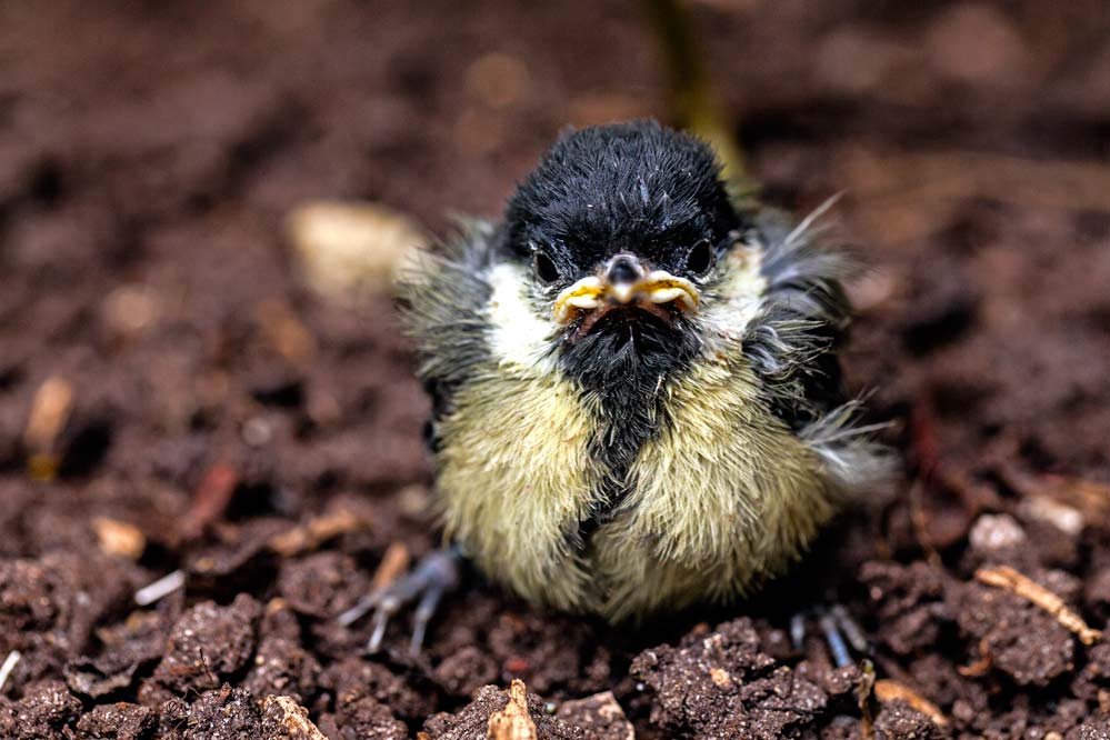 bitte recht freundlich - Parus major