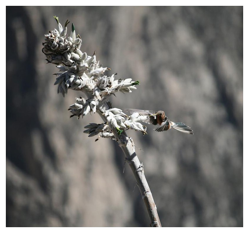 bitte recht freundlich!!....Kolibri im Colca-Canyon