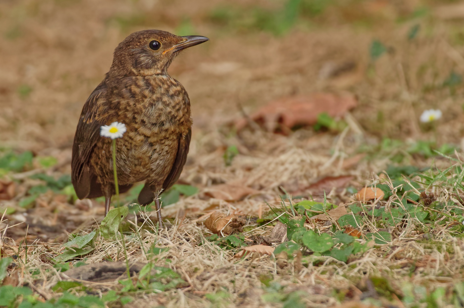 Bitte schön! Ein Mittwochsblümchen. Foto & Bild | tiere, wildlife, wild
