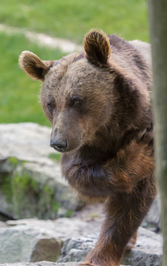 Bitte sehr, nach Ihnen...! Wildpark Bad Mergentheim