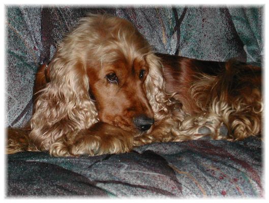 Bitte Streichel mich ;-)