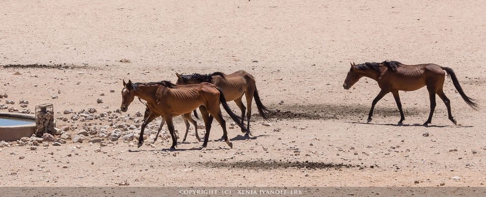 Bitte um Hilfe13130836_1336335226393563_485620061583738634_o