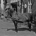 Bitte warten.....Pferd in den 70 er Jahren...