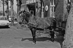 Bitte warten.....Pferd in den 70 er Jahren...