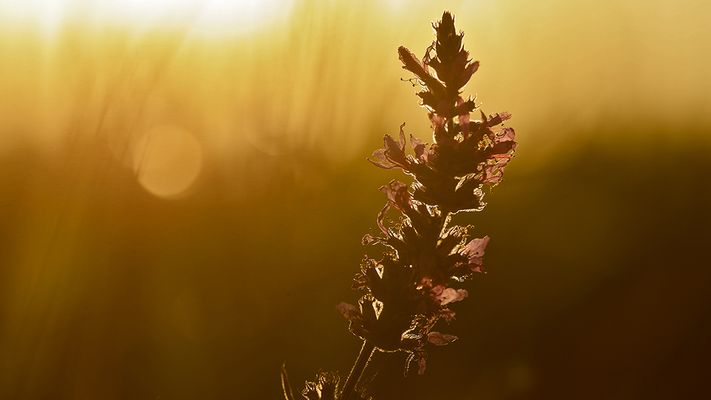 bitte wieder mehr Licht ...