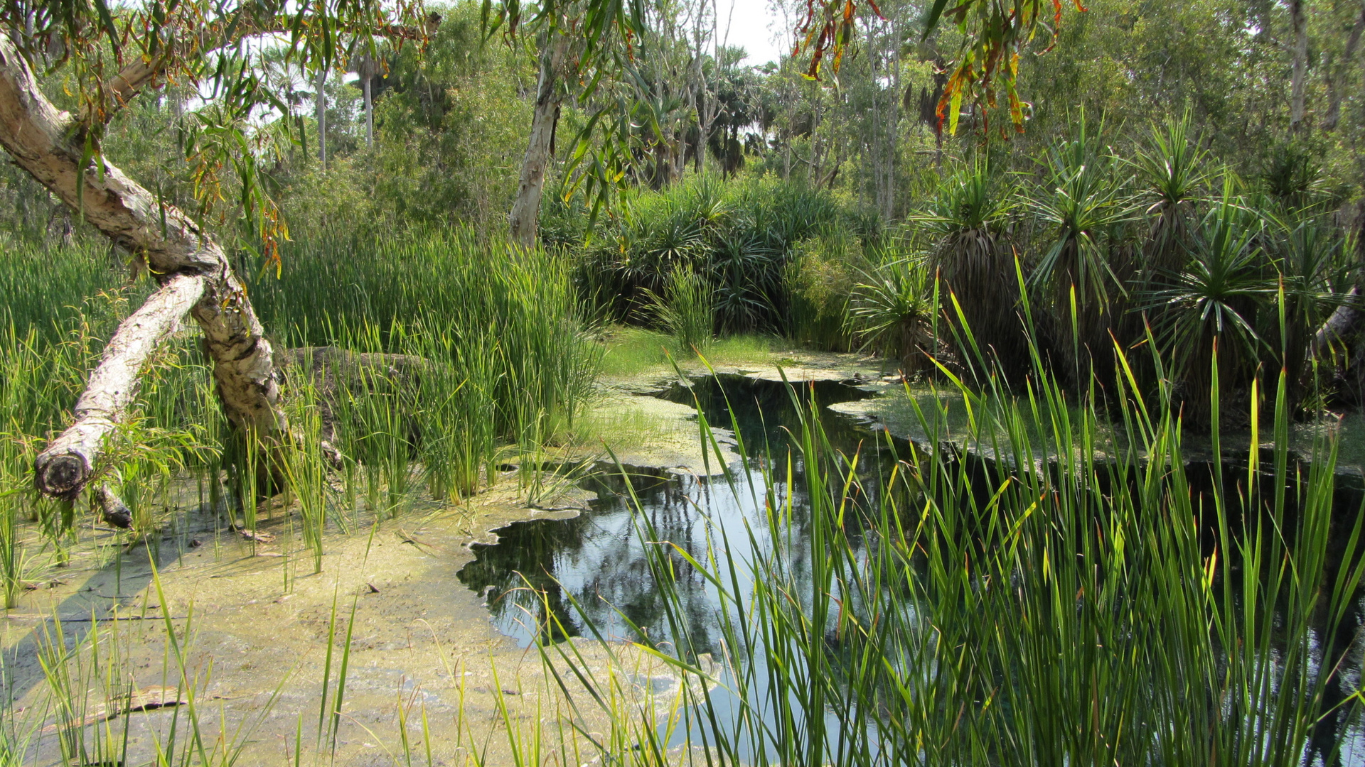 Bitter Springs, Mataranka