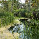 Bitter Springs, Mataranka